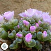 Conophytum limpidum / 40 seeds (Eye-Leaves)